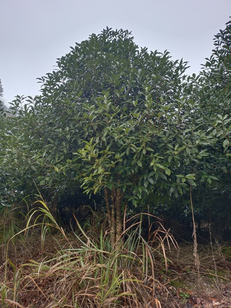 10公分低分枝精品桂花（苗圃直供，树型精品，价格实惠）