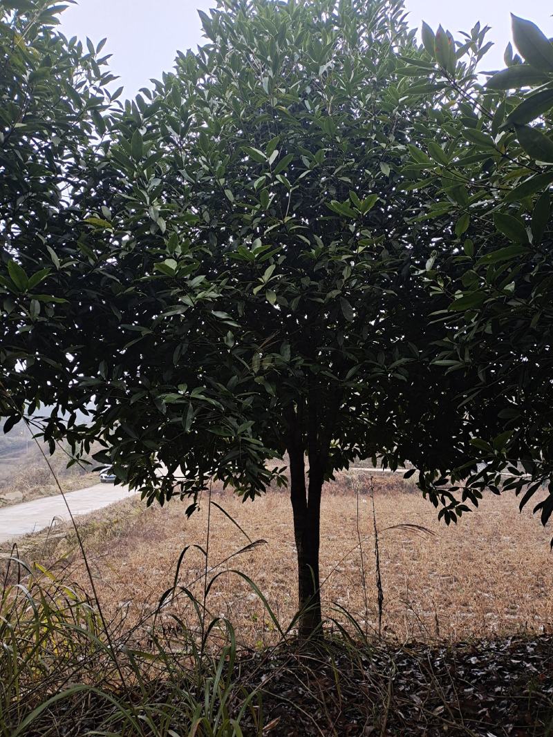 10公分低分枝精品桂花（苗圃直供，树型精品，价格实惠）
