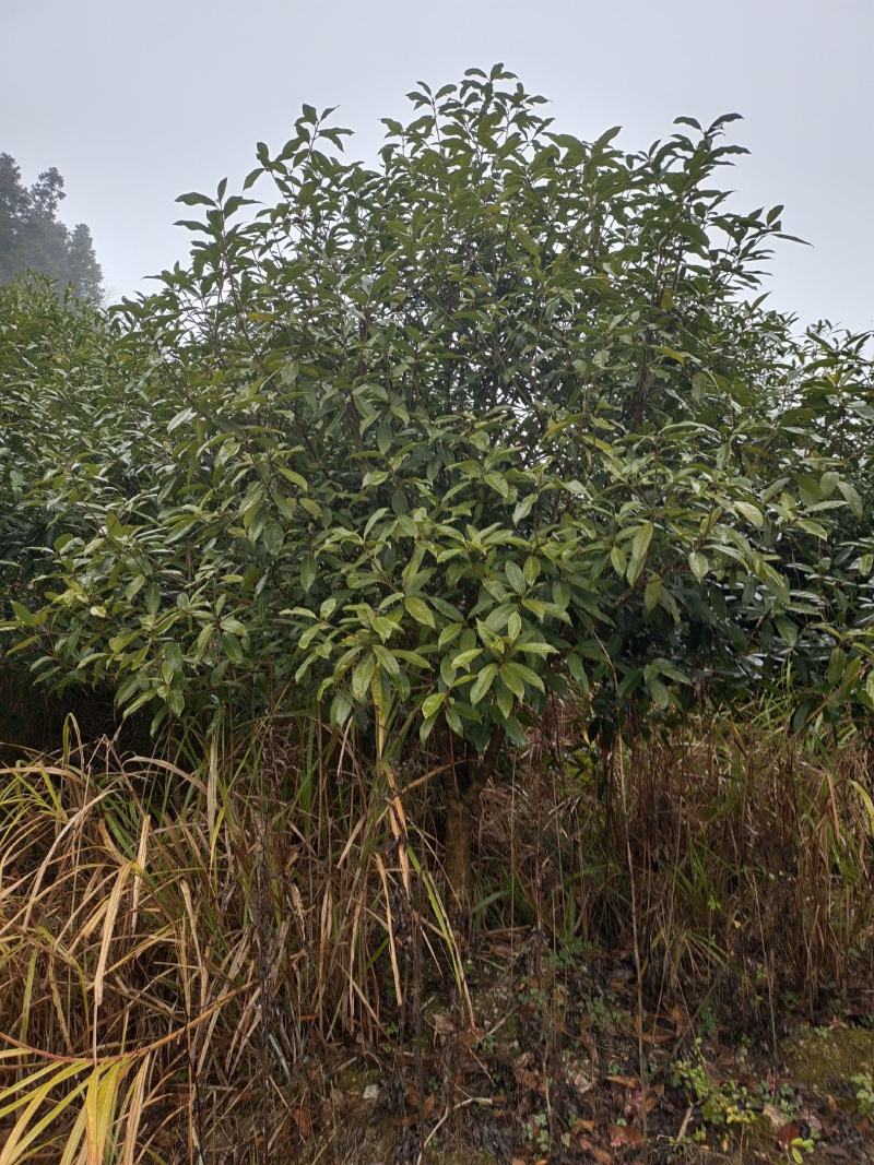 10公分低分枝精品桂花（苗圃直供，树型精品，价格实惠）