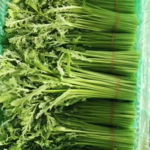精品茼蒿一手货源品质保证货源充足欢迎选购