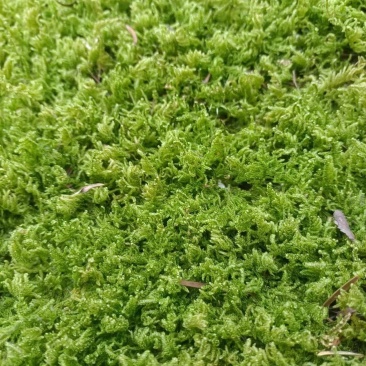 草坪，苔藓
