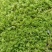 草坪，苔藓