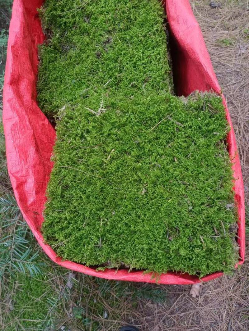 草坪，苔藓