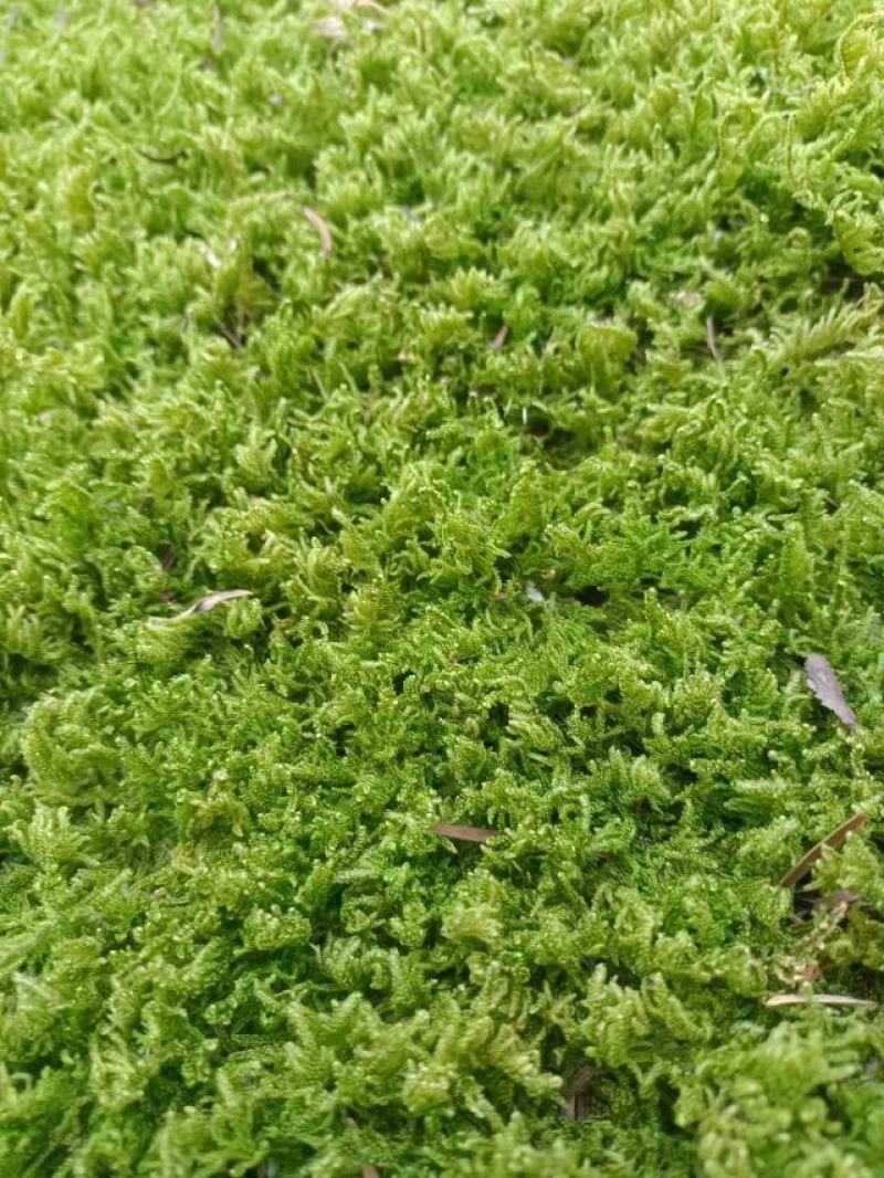 草坪，苔藓