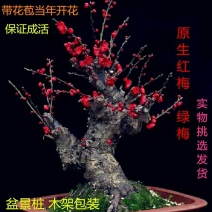 原生红梅盆栽梅花树苗老桩红梅盆景室内外绿植花卉梅花盆景盆