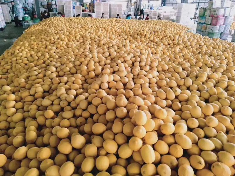 安岳柠檬黄柠檬产地直供果面干净可供商超社区团购等
