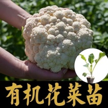 有机花菜苗松花菜苗白面青梗松菜花苗免费技术指导包回收