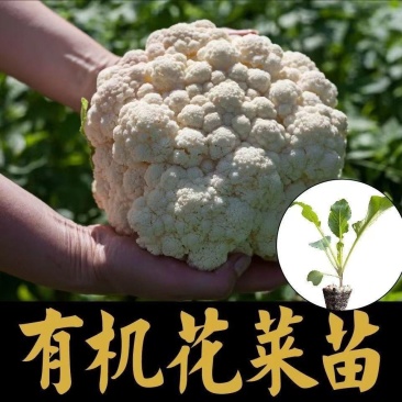 有机花菜苗松花菜苗白面青梗松菜花苗免费技术指导包回收