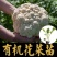有机花菜苗松花菜苗白面青梗松菜花苗免费技术指导包回收