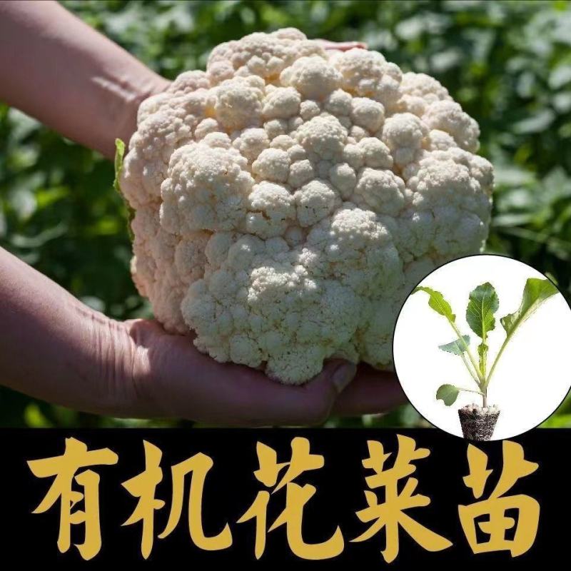 有机花菜苗松花菜苗白面青梗松菜花苗免费技术指导包回收
