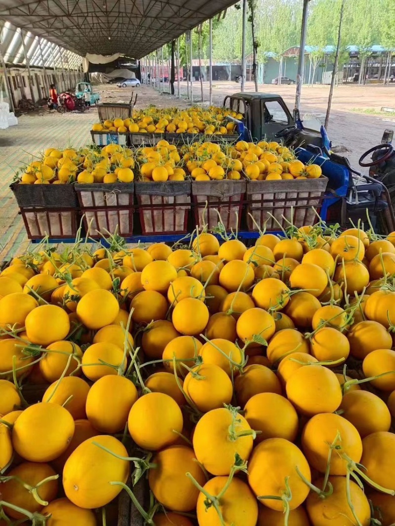 香瓜红瓜瑞红黄河蜜瓜大量上市，大量供应电商档口超市