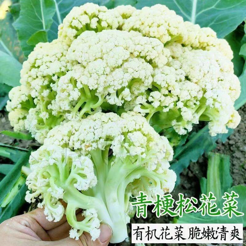 有机花菜苗松花菜苗白面青梗松菜花苗免费技术指导包回收