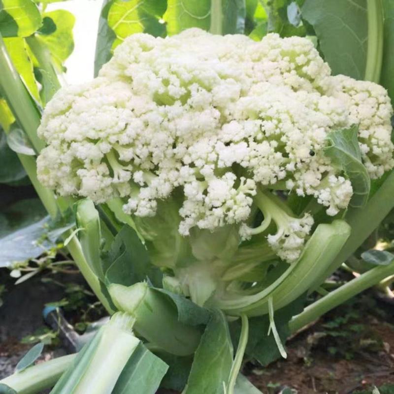 有机花菜苗松花菜苗白面青梗松菜花苗免费技术指导包回收