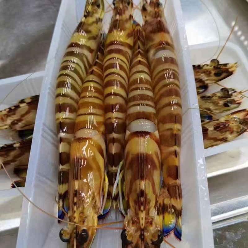 东山岛精品斑节虾6条斤产地直发冰鲜批发