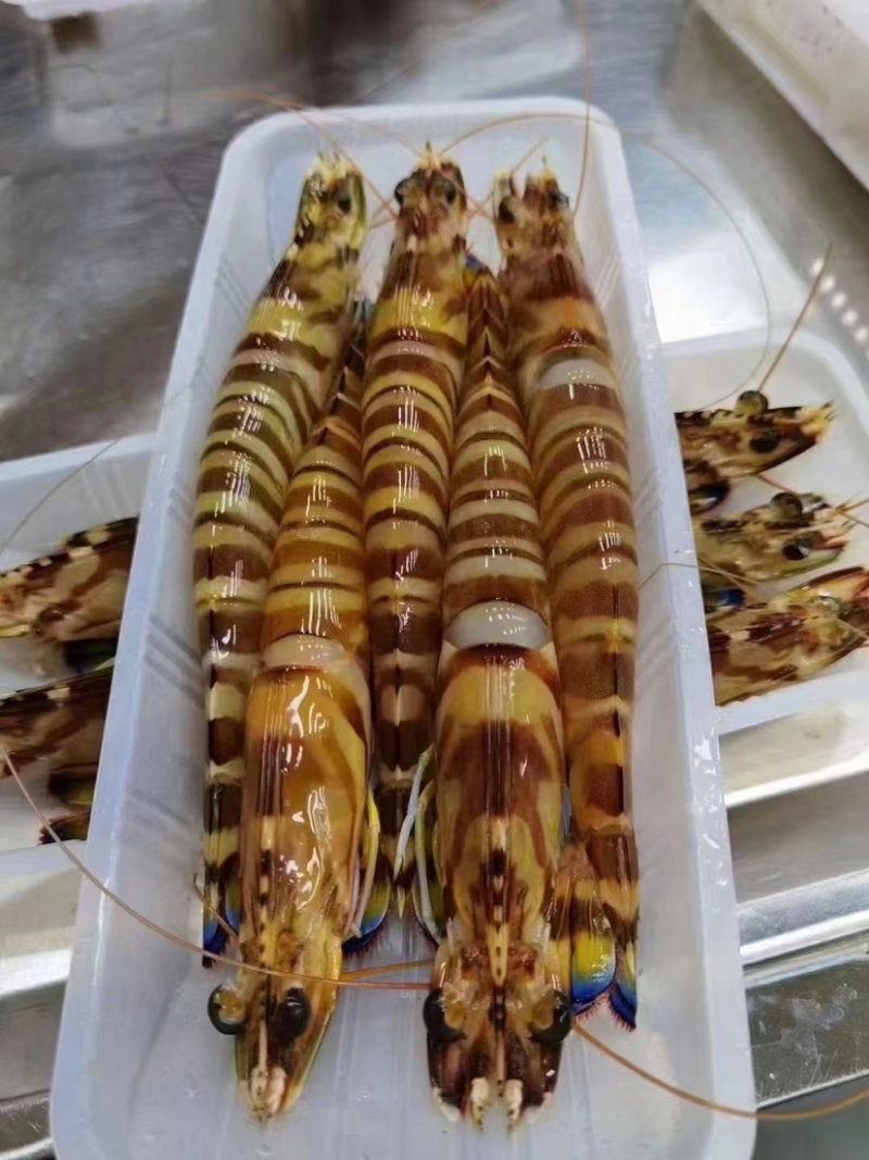东山岛精品斑节虾6条斤产地直发冰鲜批发