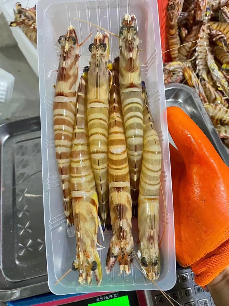 东山岛精品斑节虾6条斤产地直发冰鲜批发