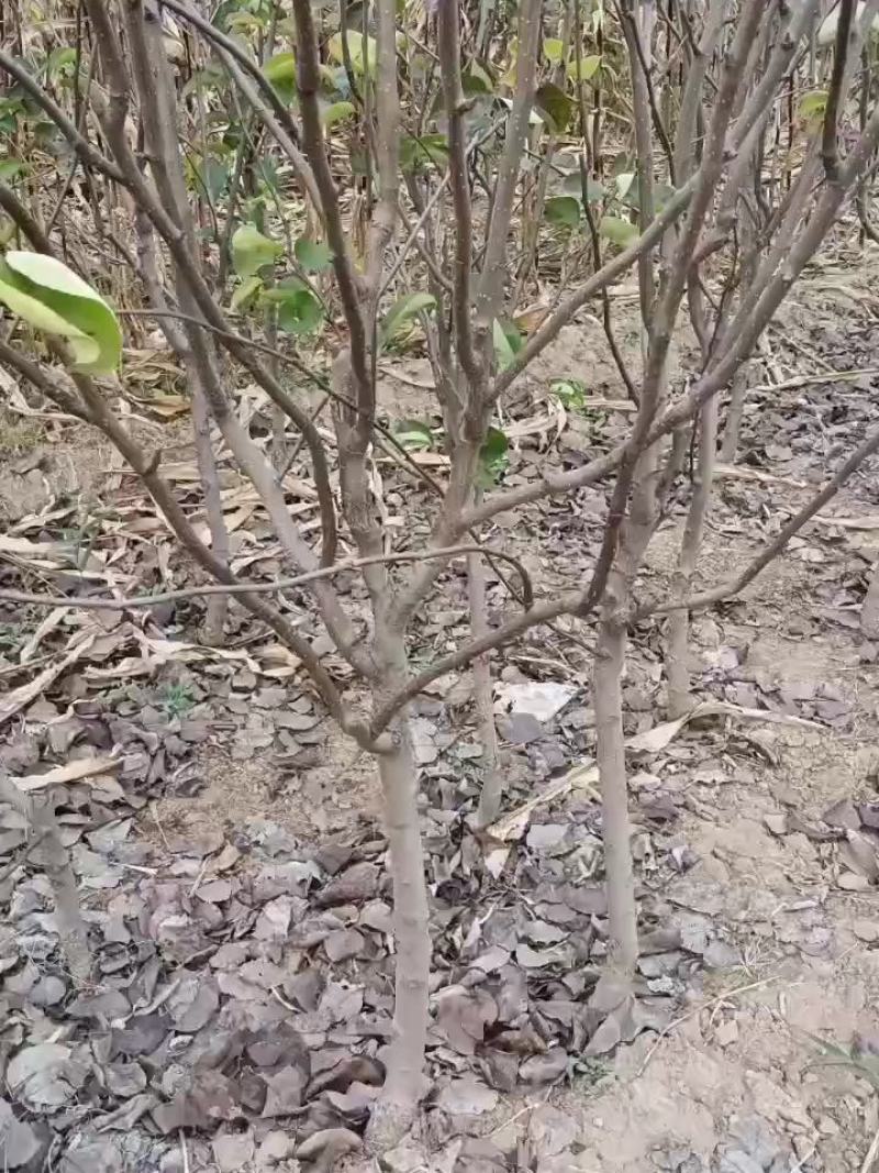 出售皇冠梨苗，秋月梨苗