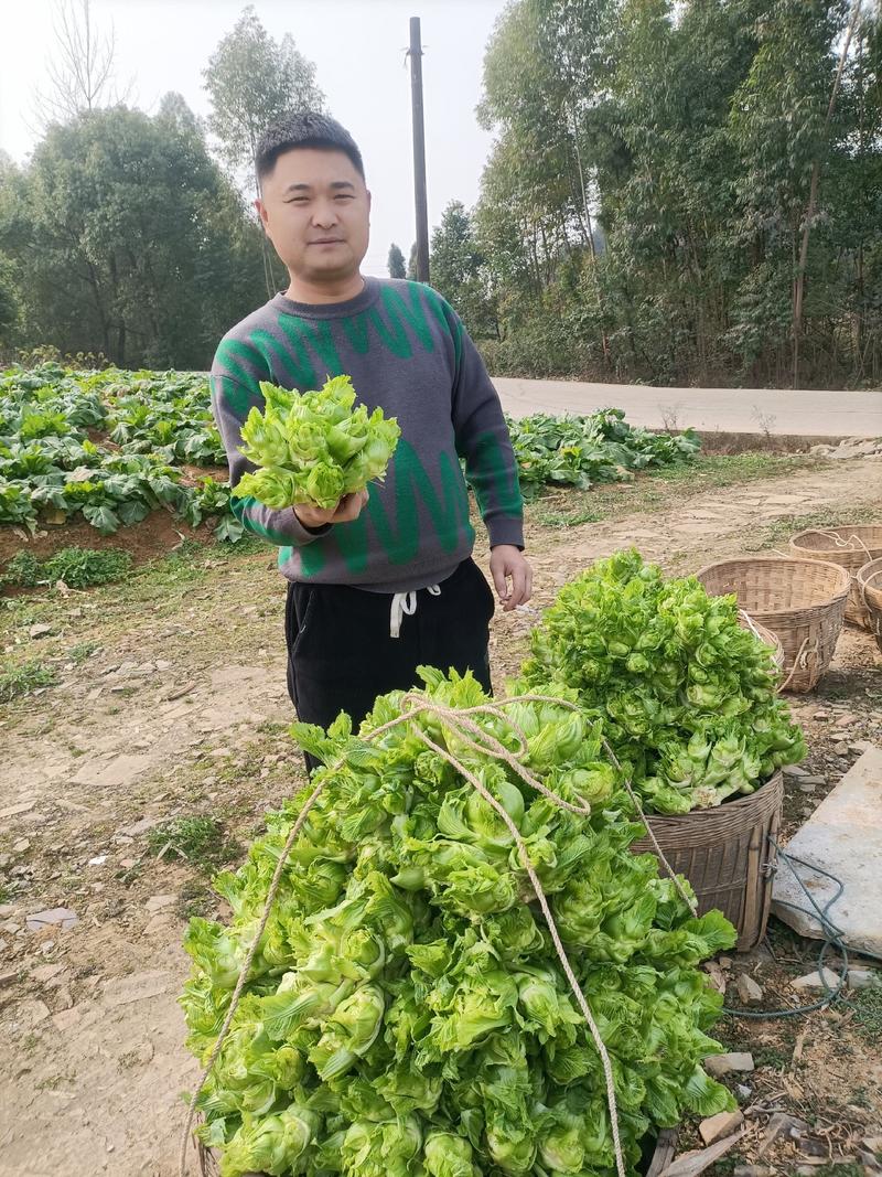 儿菜娃娃菜无红头晚熟儿菜精品货出来了