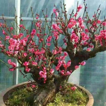 原生红梅盆栽梅花树苗老桩红梅盆景室内外绿植花卉梅花盆景盆