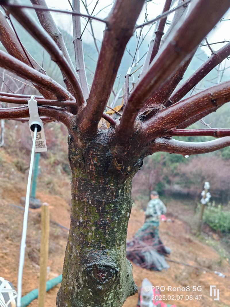 三季红红枫……不同规格都有货………………………………