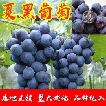 新品种嫁接葡萄树苗早夏无核黑珍珠葡萄苗夏黑葡萄苗