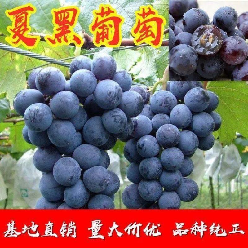 新品种嫁接葡萄树苗早夏无核黑珍珠葡萄苗夏黑葡萄苗