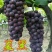 新品种嫁接葡萄树苗早夏无核黑珍珠葡萄苗夏黑葡萄苗