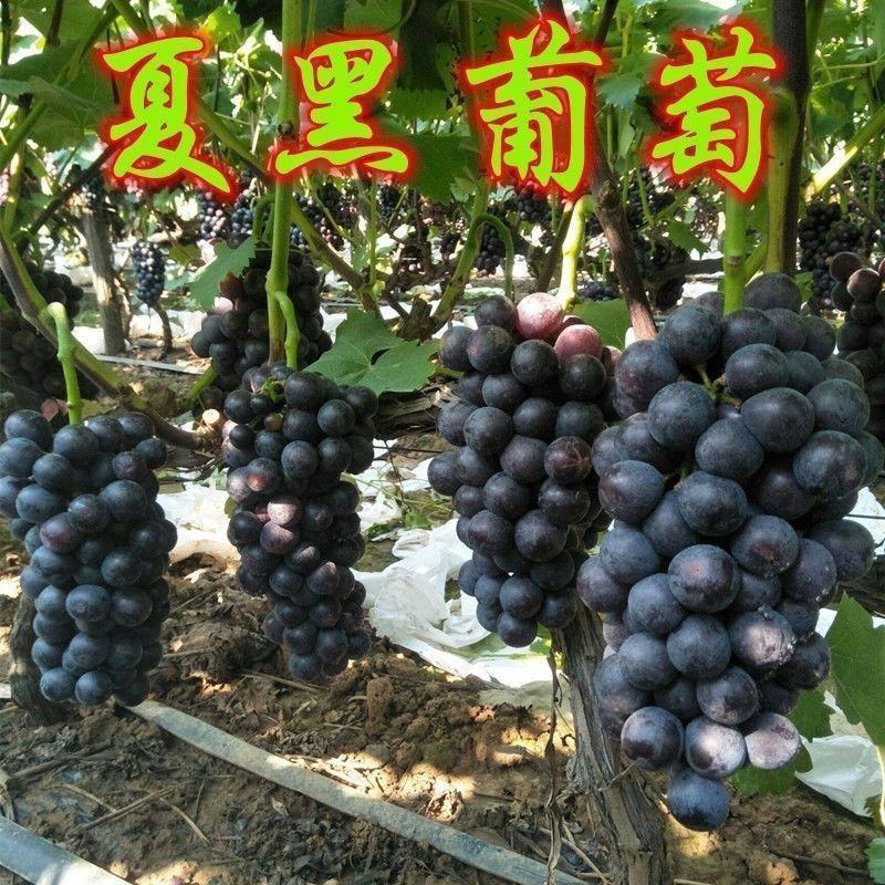 新品种嫁接葡萄树苗早夏无核黑珍珠葡萄苗夏黑葡萄苗