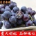 新品种嫁接葡萄树苗早夏无核黑珍珠葡萄苗夏黑葡萄苗