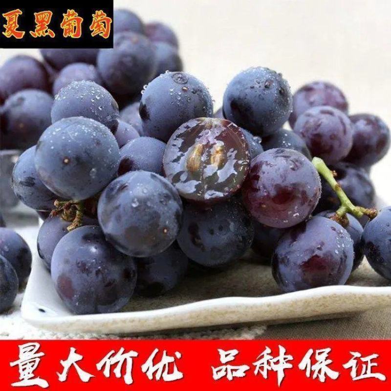 新品种嫁接葡萄树苗早夏无核黑珍珠葡萄苗夏黑葡萄苗