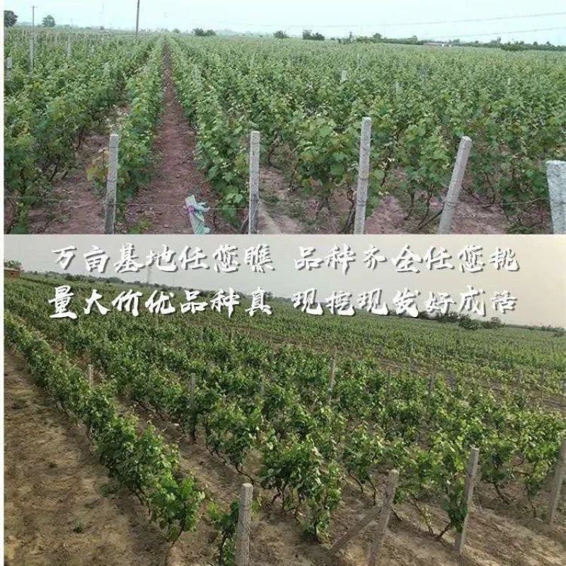 新品种嫁接葡萄树苗早夏无核黑珍珠葡萄苗夏黑葡萄苗