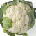 白花菜花苗实菜花苗宝塔花菜苗花椰菜苗花菜苗包回收