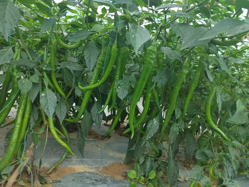 宁都精品通货螺线螺丝大螺丝小螺丝青辣椒鲜辣椒一手货源批