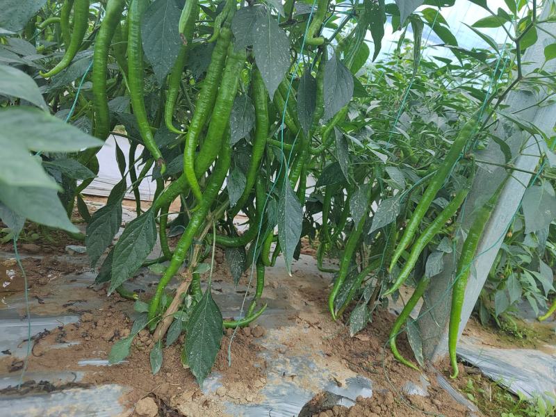 宁都精品通货螺线螺丝大螺丝小螺丝青辣椒鲜辣椒一手货源批