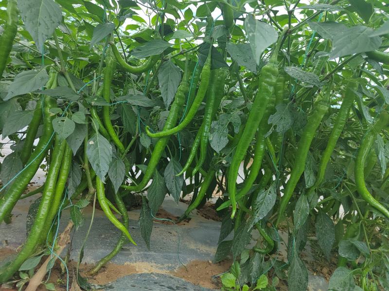 宁都精品通货螺线螺丝大螺丝小螺丝青辣椒鲜辣椒一手货源批