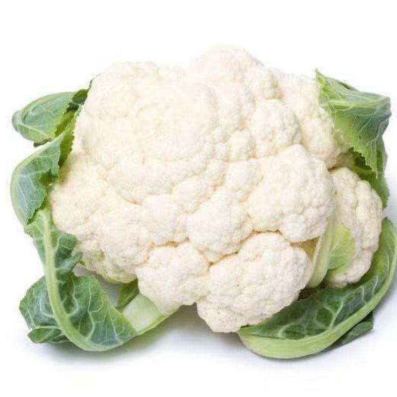 白花菜花苗实菜花苗宝塔花菜苗花椰菜苗花菜苗包回收