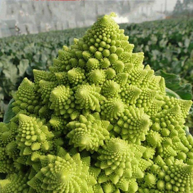 白花菜花苗实菜花苗宝塔花菜苗花椰菜苗花菜苗包回收