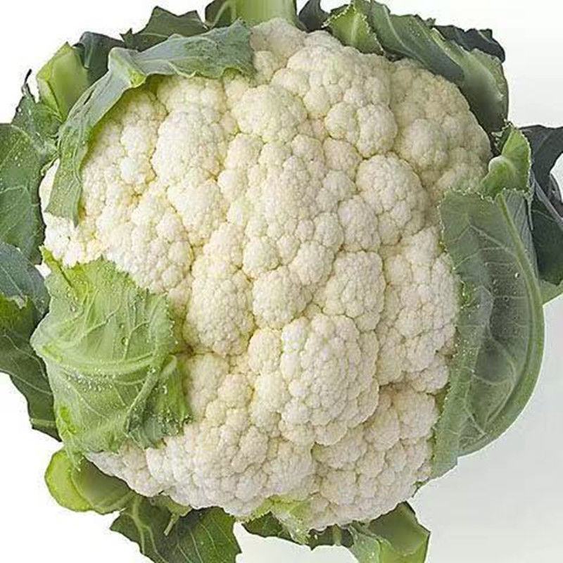白花菜花苗实菜花苗宝塔花菜苗花椰菜苗花菜苗包回收
