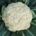 白花菜花苗实菜花苗宝塔花菜苗花椰菜苗花菜苗包回收