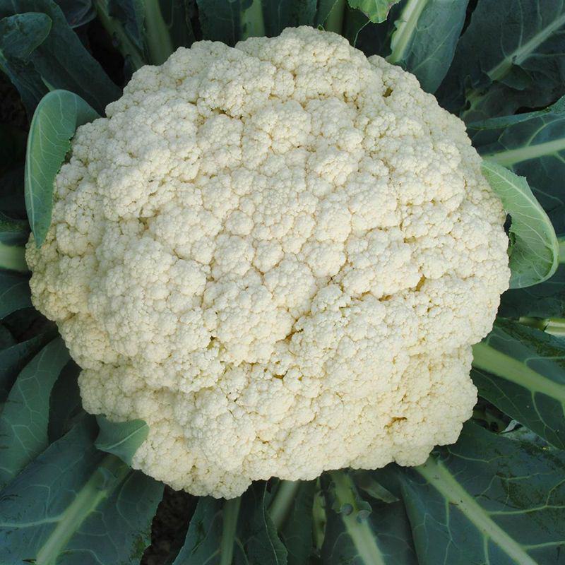 白花菜花苗实菜花苗宝塔花菜苗花椰菜苗花菜苗包回收