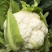 白花菜花苗实菜花苗宝塔花菜苗花椰菜苗花菜苗包回收