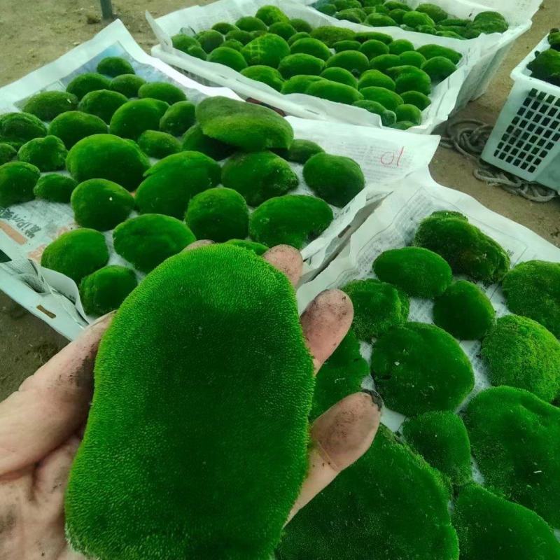 朵朵苔藓，绿化专用，假山，院庭，带来一种大自然的新鲜美景