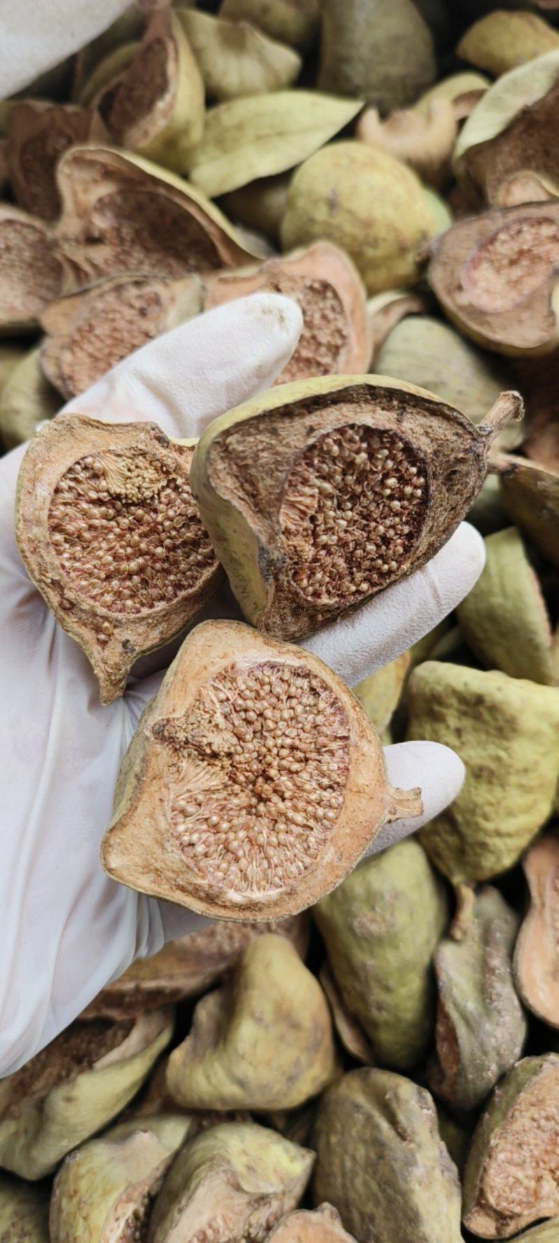 木馒头霹雳果奶木果凉粉果干品包邮颜色绿