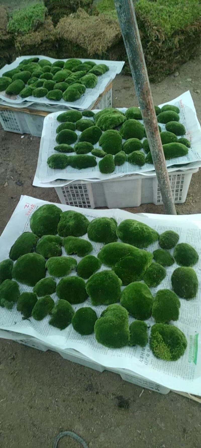 朵朵苔藓，绿化专用，假山，院庭，带来一种大自然的新鲜美景