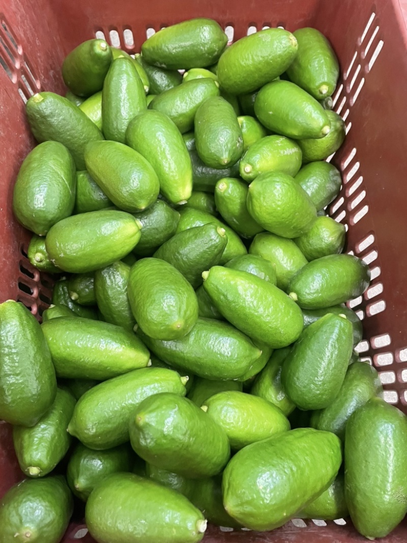 子弹头香水柠檬一级果价格优势巨大