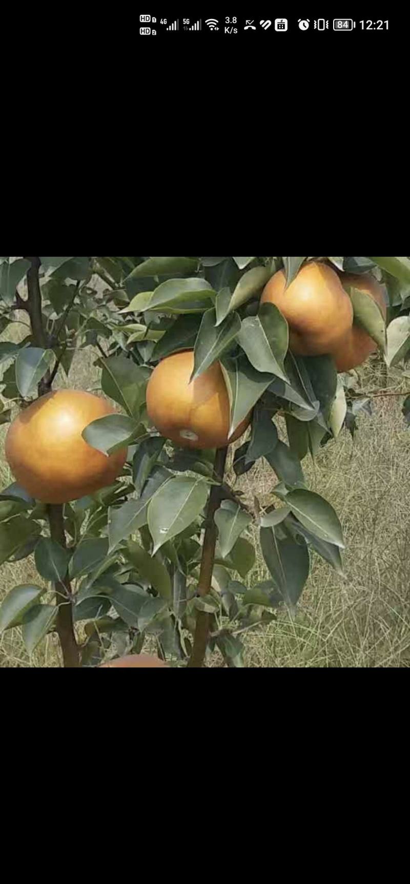 出售5年生梨树