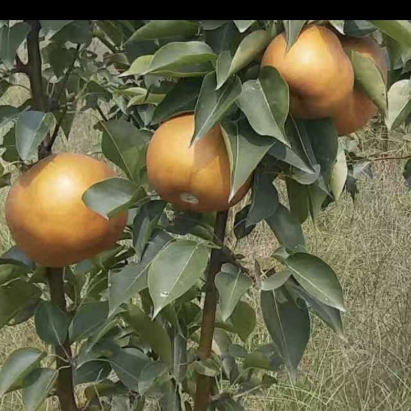出售5年生梨树
