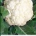 雪玉菜花苗紫色花椰菜苗彩色花菜苗菜花苗多彩花菜苗包回收