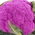 雪玉菜花苗紫色花椰菜苗彩色花菜苗菜花苗多彩花菜苗包回收
