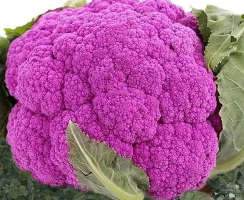 雪玉菜花苗紫色花椰菜苗彩色花菜苗菜花苗多彩花菜苗包回收